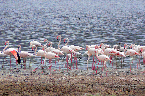 Lake Baringo